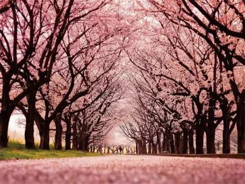 杭州樱花爆料事件视频最新,真相与争议交织  第3张